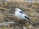 Sneeuwgors - Snow Bunting