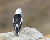 Sneeuwgors - Snow Bunting