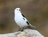 Sneeuwgors - Snow Bunting
