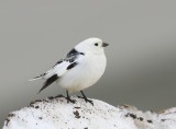 Sneeuwgors - Snow Bunting