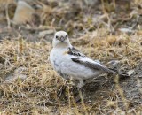 Sneeuwgors - Snow Bunting