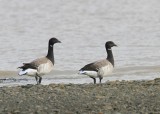 Witbuikrotganzen - Pale-bellied Brent Geese