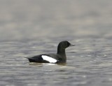 Zwarte Zeekoet - Black Guillemot