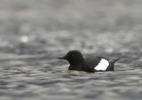 Zwarte Zeekoet - Black Guillemot