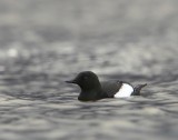 Zwarte Zeekoet - Black Guillemot