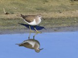 Oeverloper - Common Sandpiper