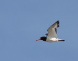 Scholekster - Eurasian Oystercatcher