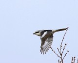 Klapekster - Great Grey Shrike