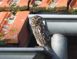 Steenuil - Little Owl