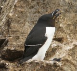 Alk - Razorbill