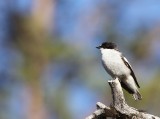 Bonte Vliegenvanger -European Pied Flycatcher