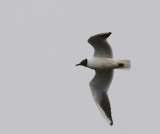 Dwergmeeuw - Little Gull