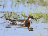 Grauwe Franjepoot - Red-necked Phalarope