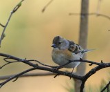 Keep - Brambling