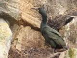 Kuifaalscholver - European Shag