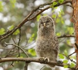 Oeraluil - Ural Owl