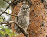 Oeraluil - Ural Owl