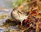 Paarse Strandloper - Purple Sandpiper