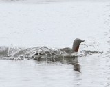 Roodkeelduiker - Red-throated Loon