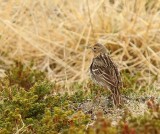 Roodkeelpieper - Red-throated Pipit