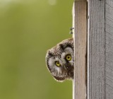 Ruigpootuil -Tengmalms Owl