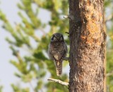 Sperweruil - Northern Hawk Owl