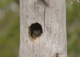 Sperweruil - Northern Hawk Owl