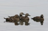 Stellers Eiders - Stellers Eiders