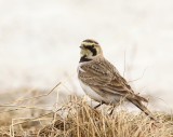 Strandleeuwerik - Horned Lark