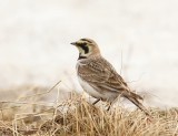 Strandleeuwerik - Horned Lark