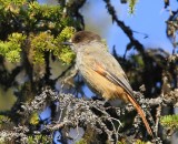 Taigagaai - Siberian Jay