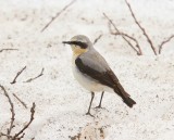 Tapuit - Northern Wheatear