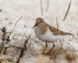 Temmincks Strandloper - Temmincks Stint