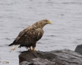 Zeearend - White-tailed Eagle