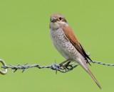 Grauwe Klauwier - Red-backed Shrike