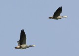 Indische Ganzen - Bar-headed Geese