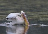 Roze Pelikaan - Great White Pelican