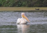 Roze Pelikaan - Great White Pelican