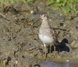 Gestreepte Strandloper - Pectoral Sandpiper