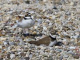 Kleine Plevieren - Little Ringed Plovers