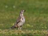 Grote Lijster - Mistle Thrush