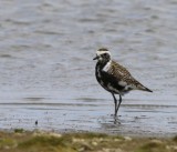 Amerikaanse Goudplevier - American Golden Plover