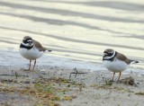 Bontbekplevieren - Common Ringed Plovers