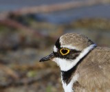 Kleine Plevier - Little Ringed Plover