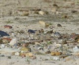 Kleine Plevier - Little Ringed Plover