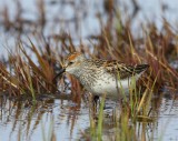 Alaskastrandloper - Western Sandpiper