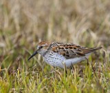 Alaskastrandloper - Western Sandpiper