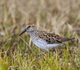 Alaskastrandloper - Western Sandpiper