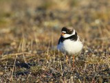 Amerikaanse Bontbekplevier - Semipalmated Plover