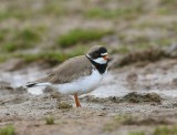 Amerikaanse Bontbekplevier - Semipalmated Plover